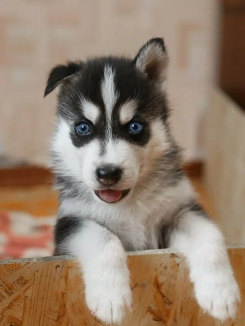 blue eyed cute Pomsky puppy